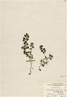 藏品(絨莖樓梯草)的圖片